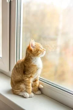 Cat with ginger fur is sitting on window Stock Photos