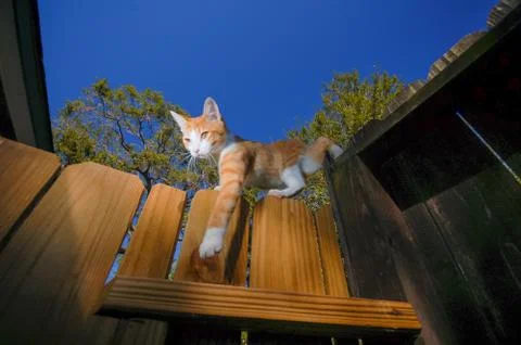 Cat Ginger Step Stock Photos