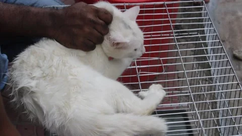 A cat is given a bath in the local shop 스톡 동영상 140519639