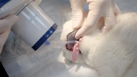 The cat is given an x-ray of the teeth under general anesthesia. Using a Stock Photos
