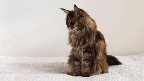 Cat giving paw Stock Footage 115951565