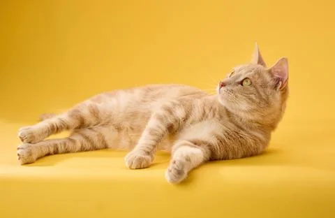Cat glancing sideways on floor Stock Photos