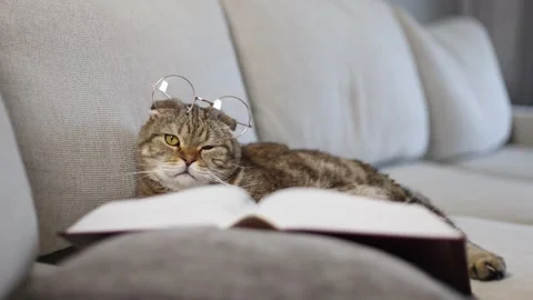 Cat in glasses with a book on the sofa. Video stock 245491789
