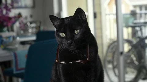 Cat with glasses hanging down from her face. Stock Footage 61090901