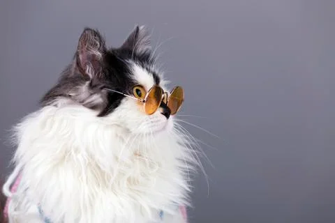 Cat in glasses Stock Photos