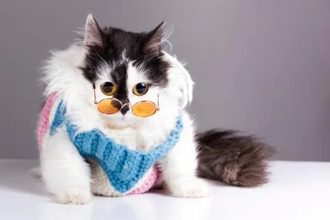 Cat in glasses Stock Photos