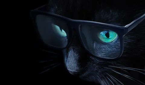 Cat with glasses Stock Photos