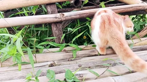 A cat goes back and forth looking for something Stock Footage 279409258
