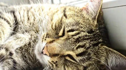 The cat goes to sleep on the window. Swot from the street to a sleepy cat. Stock Footage 201666037