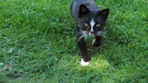 Cat goes towards the camera Stock Footage 89789695