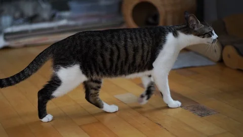 Cat going into cage Stock Footage 121946452