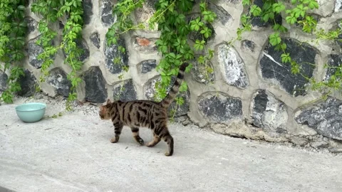 Cat going to dinner slowly Stock Footage 171773687