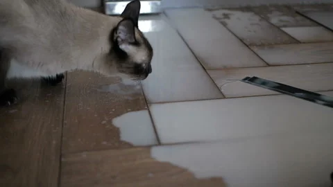 Cat is going to drink milk Stock Footage 90752282