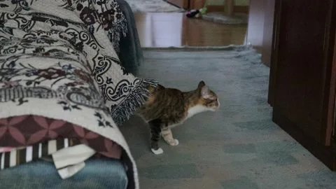 Cat going out from the blanket Stock Footage 238582669