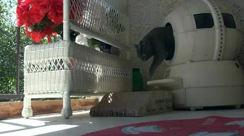 Cat, going out from litter box Stock Footage 11018660