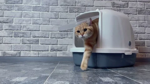 Cat going out from Litter Box Stock Footage 162479351