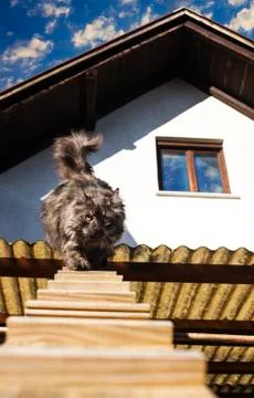 Cat going outside Stock-Fotos