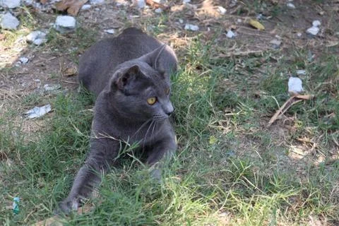 The cat is going to play Stock Photos
