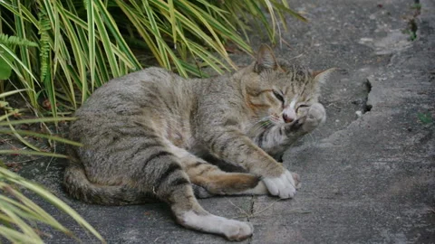 Cat going to sleep Stock Footage 133932902