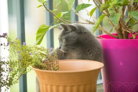 Cat going vegan Stock Photos