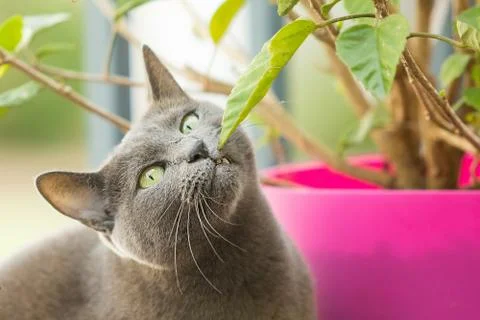 Cat going vegan Stock Photos