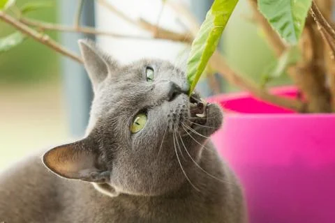 Cat going vegan Stock Photos