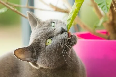 Cat going vegan Stock Photos
