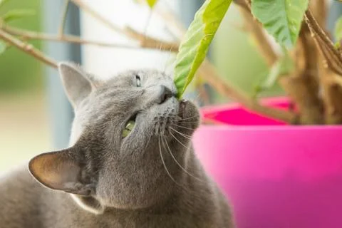 Cat going vegan Stock Photos