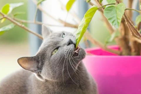 Cat going vegan Stock Photos