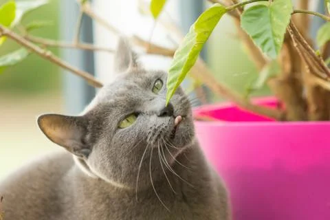 Cat going vegan Stock Photos