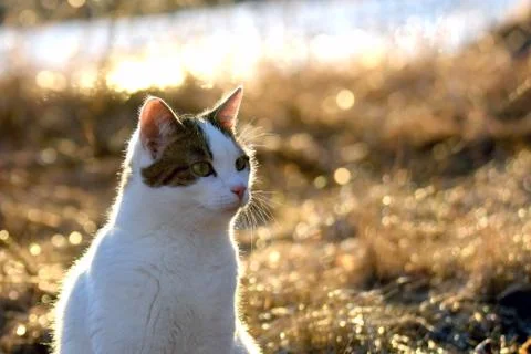 Cat in golden light Stock Photos