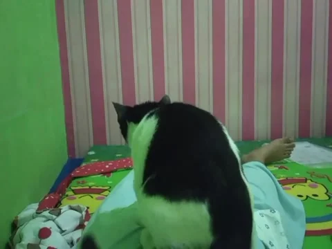 This cat is good at massaging Stock Footage 247502500
