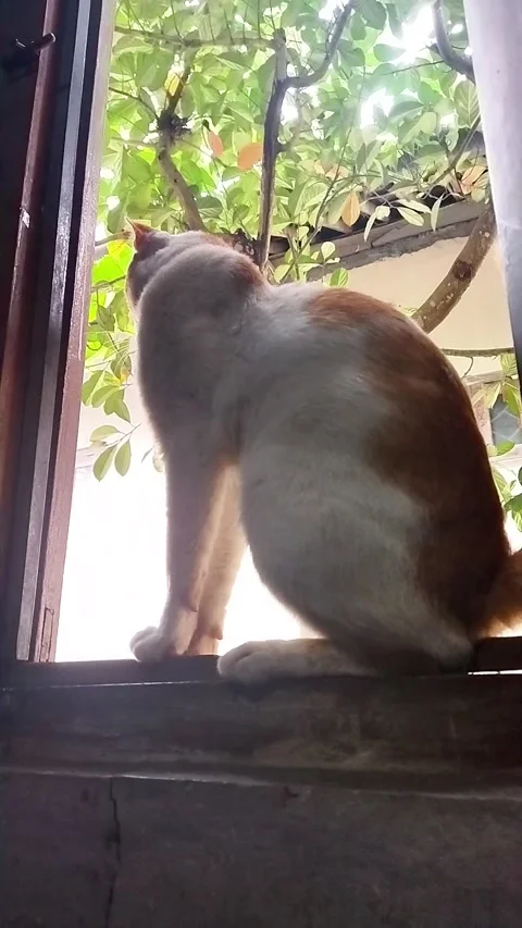 Cat Got Caught Yawning at  The Window Stock Footage 286937039