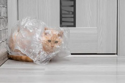 Cat got tangled in a plastic bag. Stock Photos