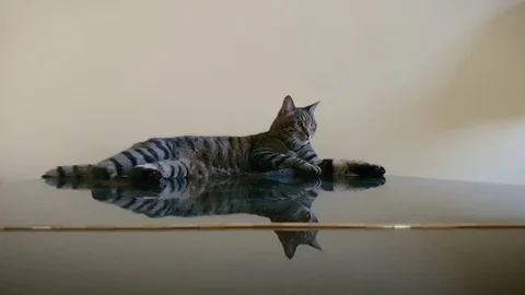 A cat on a grand piano gets up and jumps off in  slow motion Stock Footage
