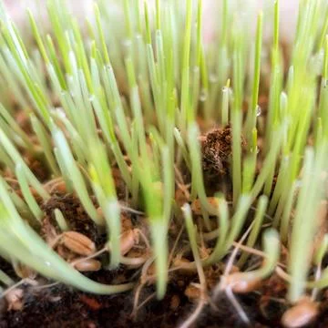 Cat grass closeup Stock Photos