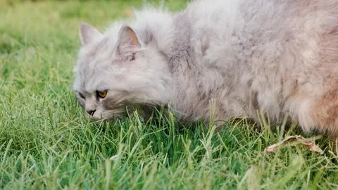 Cat on grass, cute cat playing on grass, cat playing on grass, Stock-Footage 249511105