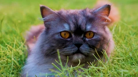 Cat on grass, cute cat playing on grass, cat playing on grass, Stock-Footage 249511202