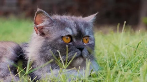 Cat on grass, cute cat playing on grass, cat playing on grass, Stock-Footage 249511279