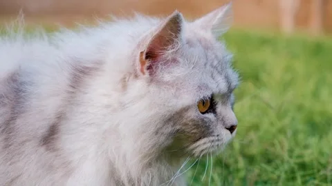 Cat on grass, cute cat playing on grass, cat playing on grass, Stock-Footage 249511650