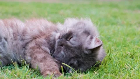 Cat on grass, cute cat playing on grass, cat playing on grass, 스톡 동영상 249518689