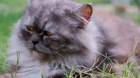 Cat on grass, cute cat playing on grass, cat playing on grass, 스톡 동영상 249520247