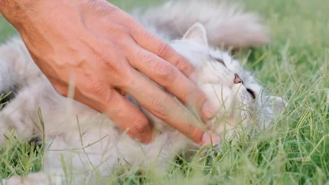 Cat on grass, cute cat playing on grass, cat playing on grass, 스톡 동영상 249522207