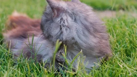 Cat on grass, cute cat playing on grass, cat playing on grass, 스톡 동영상 249522266