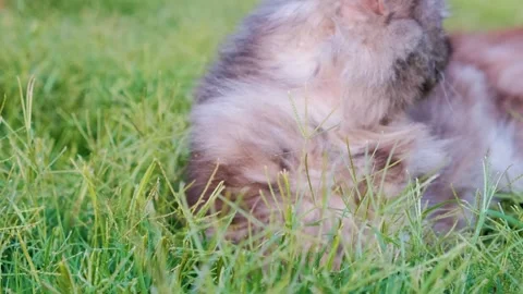 Cat on grass, cute cat playing on grass, cat playing on grass, 스톡 동영상 249522543