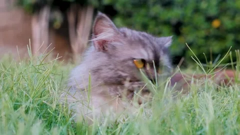 Cat on grass, cute cat playing on grass, cat playing on grass, 스톡 동영상 249522637