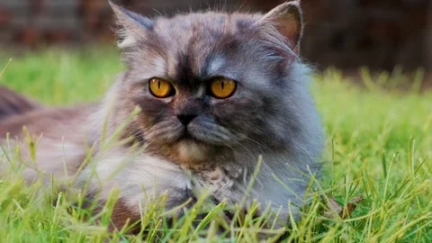 Cat on grass, cute cat playing on grass, cat playing on grass, 動画素材 249522651
