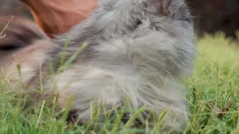 Cat on grass, cute cat playing on grass, cat playing on grass, 스톡 동영상 249522782