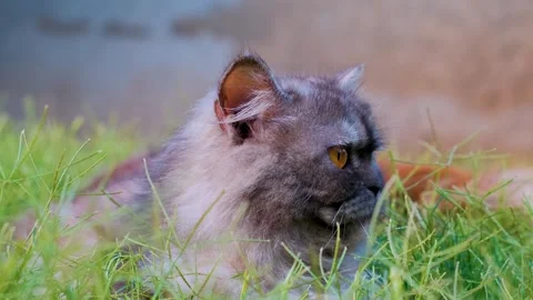 Cat on grass, cute cat playing on grass, cat playing on grass, 스톡 동영상 249522796