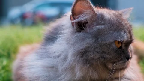 Cat on grass, cute cat playing on grass, cat playing on grass, 스톡 동영상 249523031